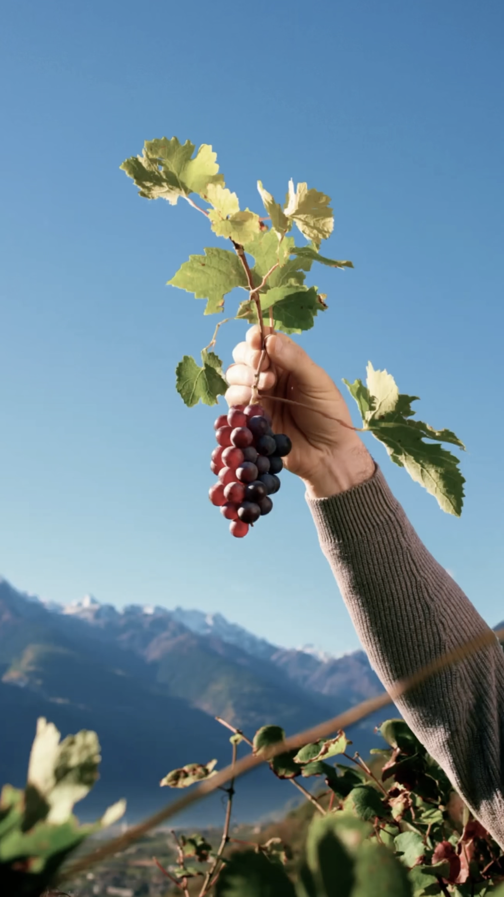 Mano che regge un grappolo d'uva Nebbiolo davanti alle Alpi della Valtellina